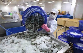 Shrimp exports up 5.7 percent in H1 despite COVID-19