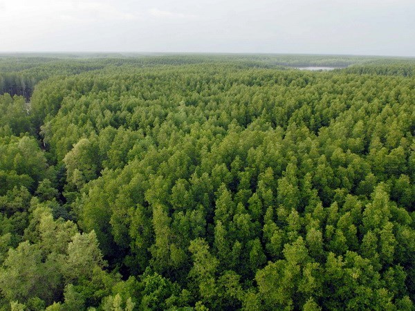 The Can Gio Mangrove Biosphere Reserve (Photo: VNA)