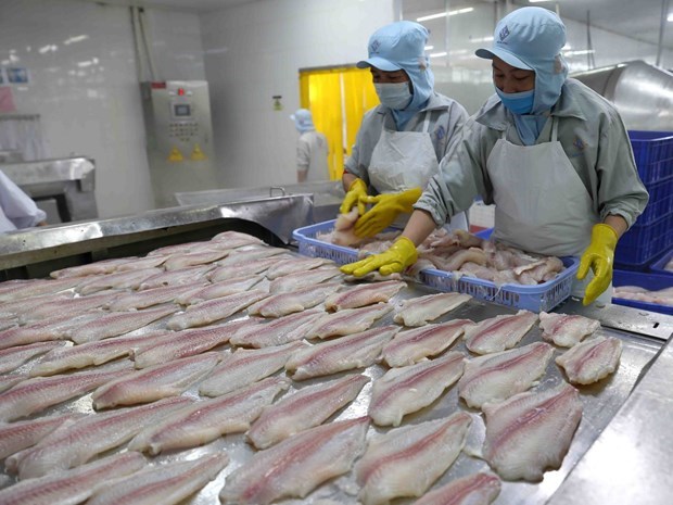 Processing Tra fish for export (Photo: VNA)