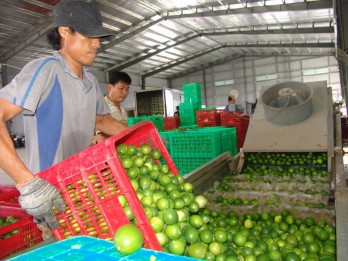 Long An: Farmers excited with high price of lemon