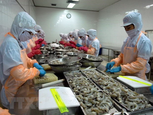 Shrimp processing for export (Photo: VNA)