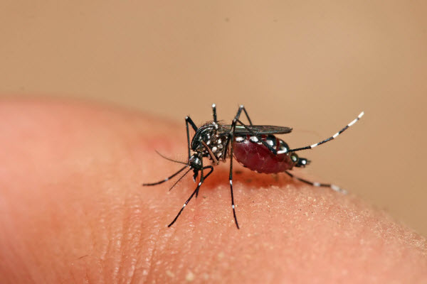 The common feature of Chikungunya, dengue fever and Zika is that they all share the same pathogens caused by the Aedes mosquito (Illustrated Photo)