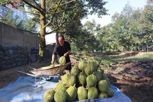 A farmer harvests durian in Tien Giang province’s Cai Lay district. (Photo: VNA)