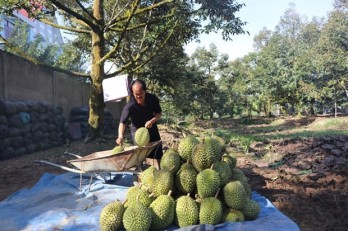 Mekong Delta to expand fruit, seafood production in response to climate change