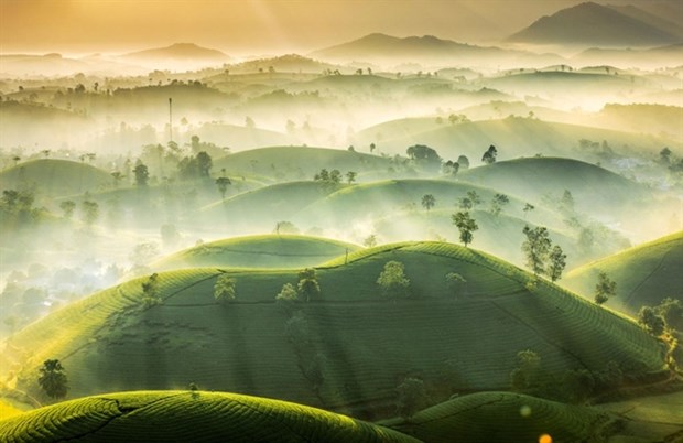 Vu Trung Huan's entry featuring Long Coc Tea Hill in Phu Tho province. (Photo photocrowd.com)