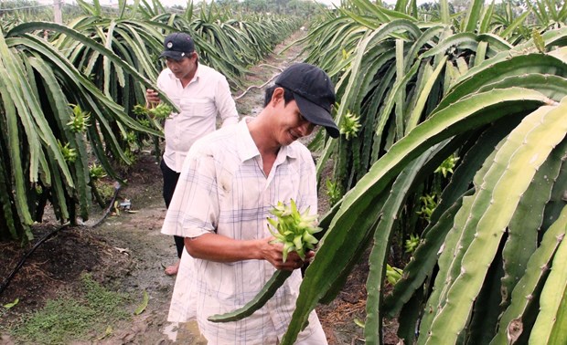 A dragon fruit farm in Chau Thanh district of Long An (Photo: baolongan.vn)