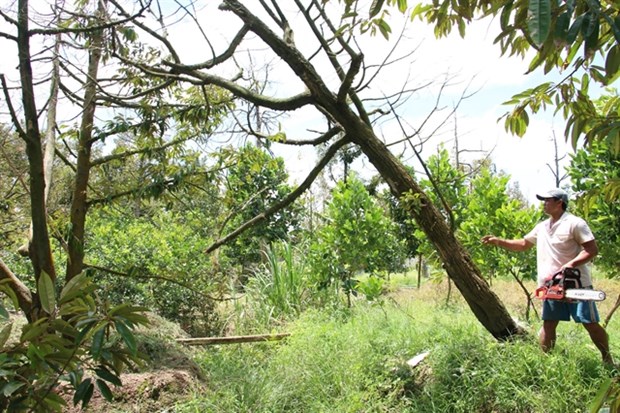 Damaged durian trees are cut down in Ben Tre province’s Chau Thanh district (Photo: VNA)