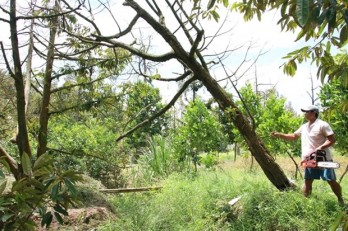 Ben Tre farmers struggle to replace damaged fruit orchards