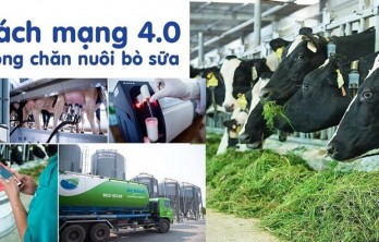 Vinamilk to expand milch cow farms