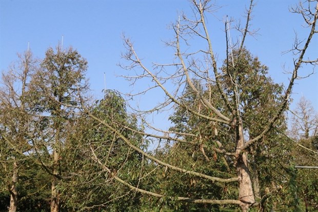 A durian orchard in Tien Giang province’s Cai Lay district that was damaged by saltwater intrusion and drought in the 2019 -20 dry season. (Photo: VNA)