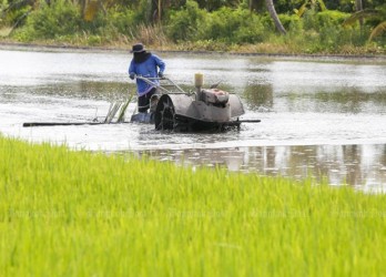 Thailand sees opportunities to boost rice exports to EU