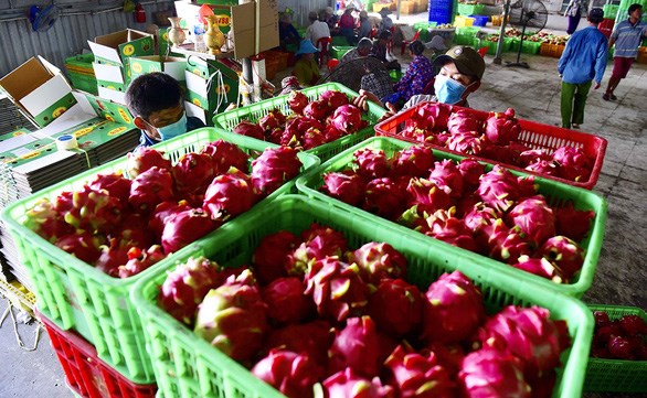 EVFTA helps boost Vietnam’s agricultural exports to EU  (Photo: tuoitre.vn) 