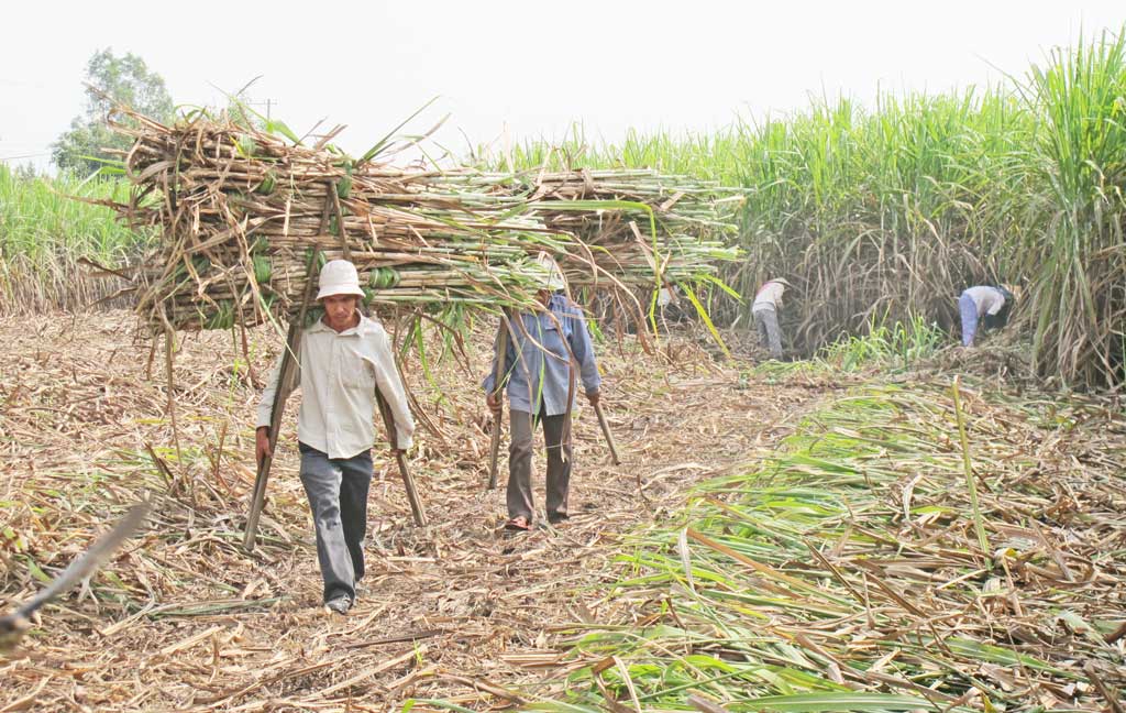 Sugar cane prices are low, so its area is continuously decreasing