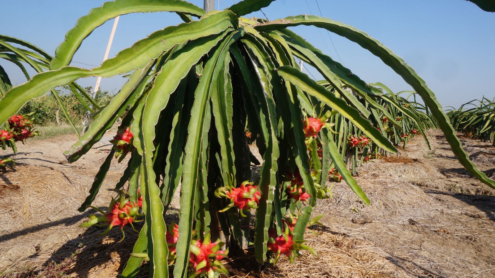 Dragon fruit from the beginning of the year until now is also not profitable