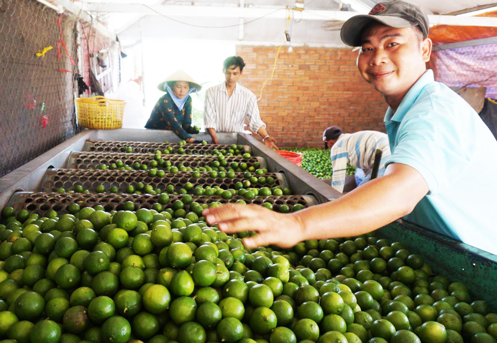 Lemon still gives an average profit of 40 to 150 million VND per hectare per year