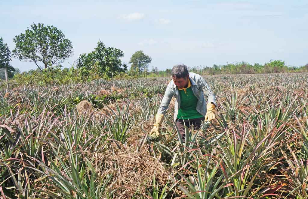 Pineapple trees have profits from 20 to 40 million VND per hectare 