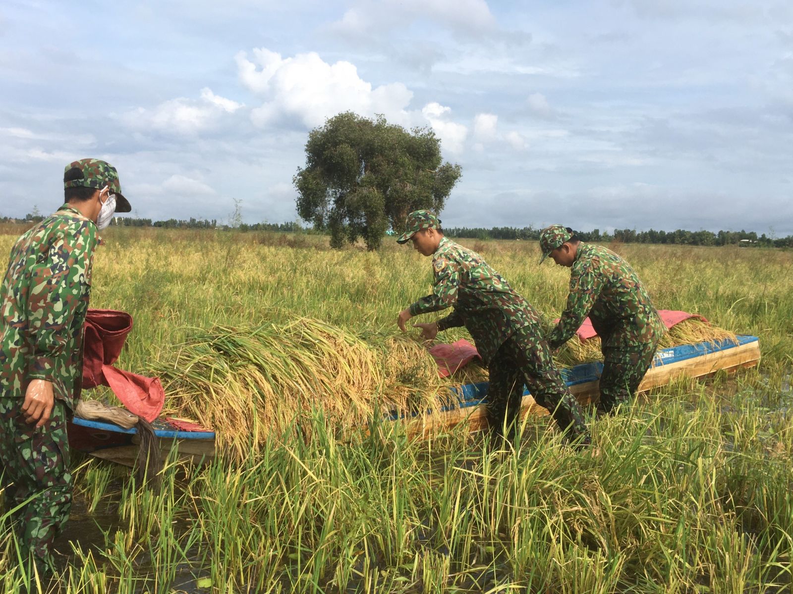 Bộ đội dùng xuồng chuyển lúa lên bờ