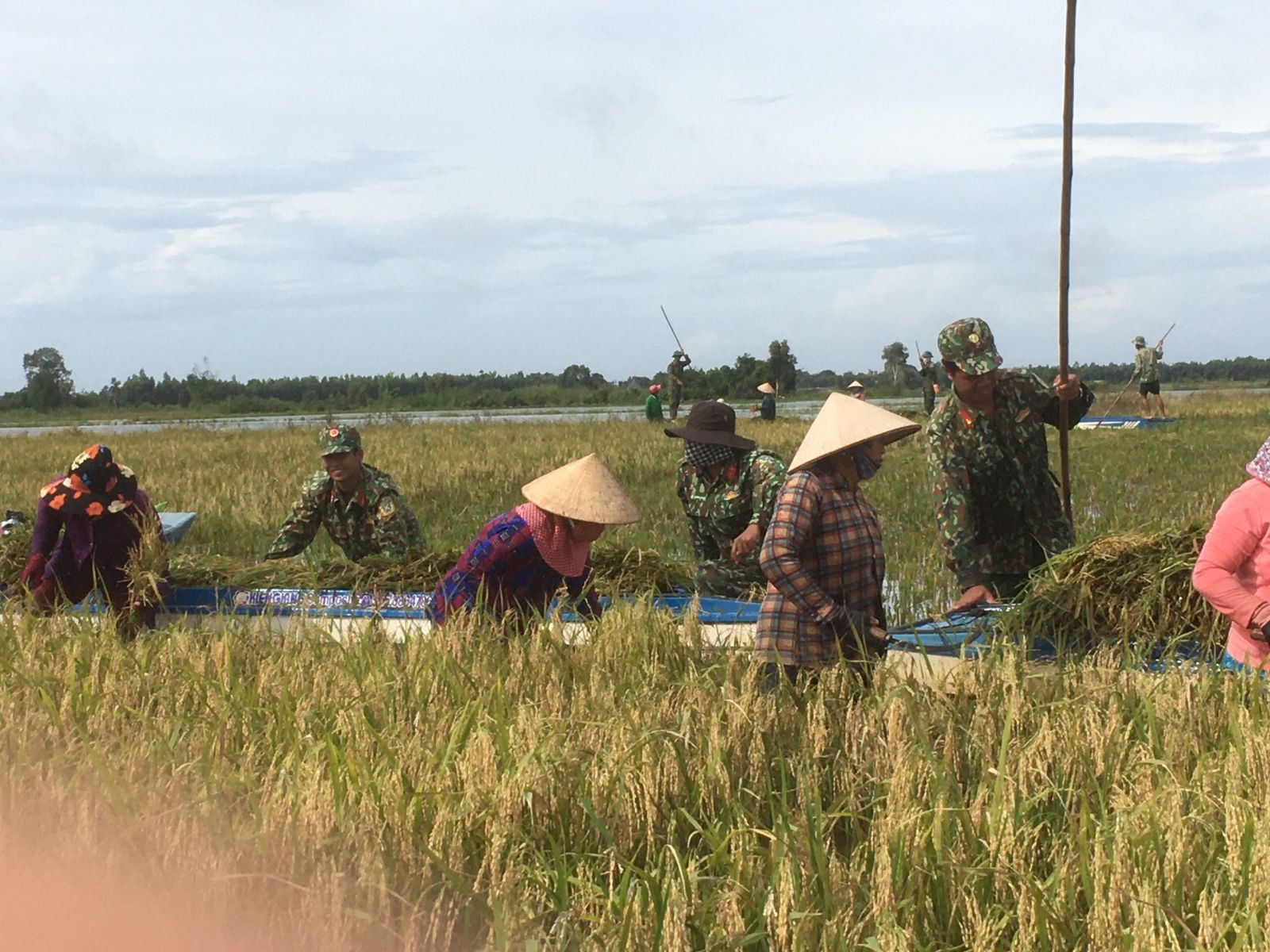 Cán bộ, chiến sĩ Đại đội Bộ binh huyện Mộc Hóa cùng người dân gặt lúa