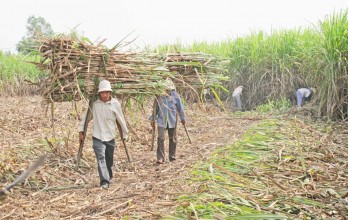 Lemon trees still give profits of hundreds of million VND per hectare