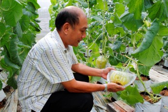 Planting Israel-technology-based cantaloupe gains high economic efficiency