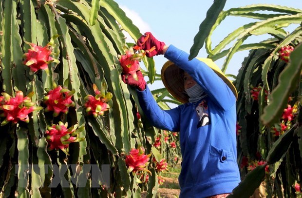 A farmer harvests dragon fruit, which is among Vietnamese fruits exported to China (Photo: VNA)