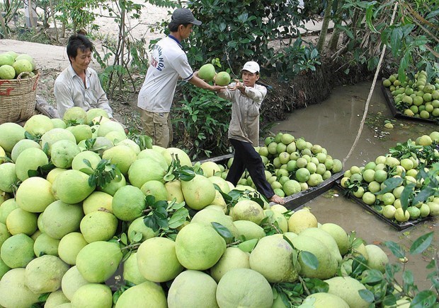 Traders buy pomelo in Vietnam (Photo: VNA)