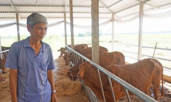 Hi-tech application in feeding cows brings efficiency