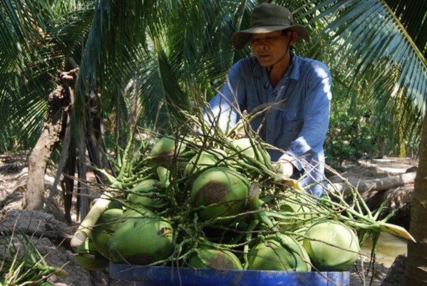 A farmers check coconuts before selling to traders in a village in Ben Tre province (Photo: VNA)