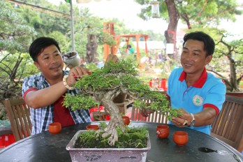 Chơi bonsai - Mang lại giá trị vật chất lẫn tinh thần