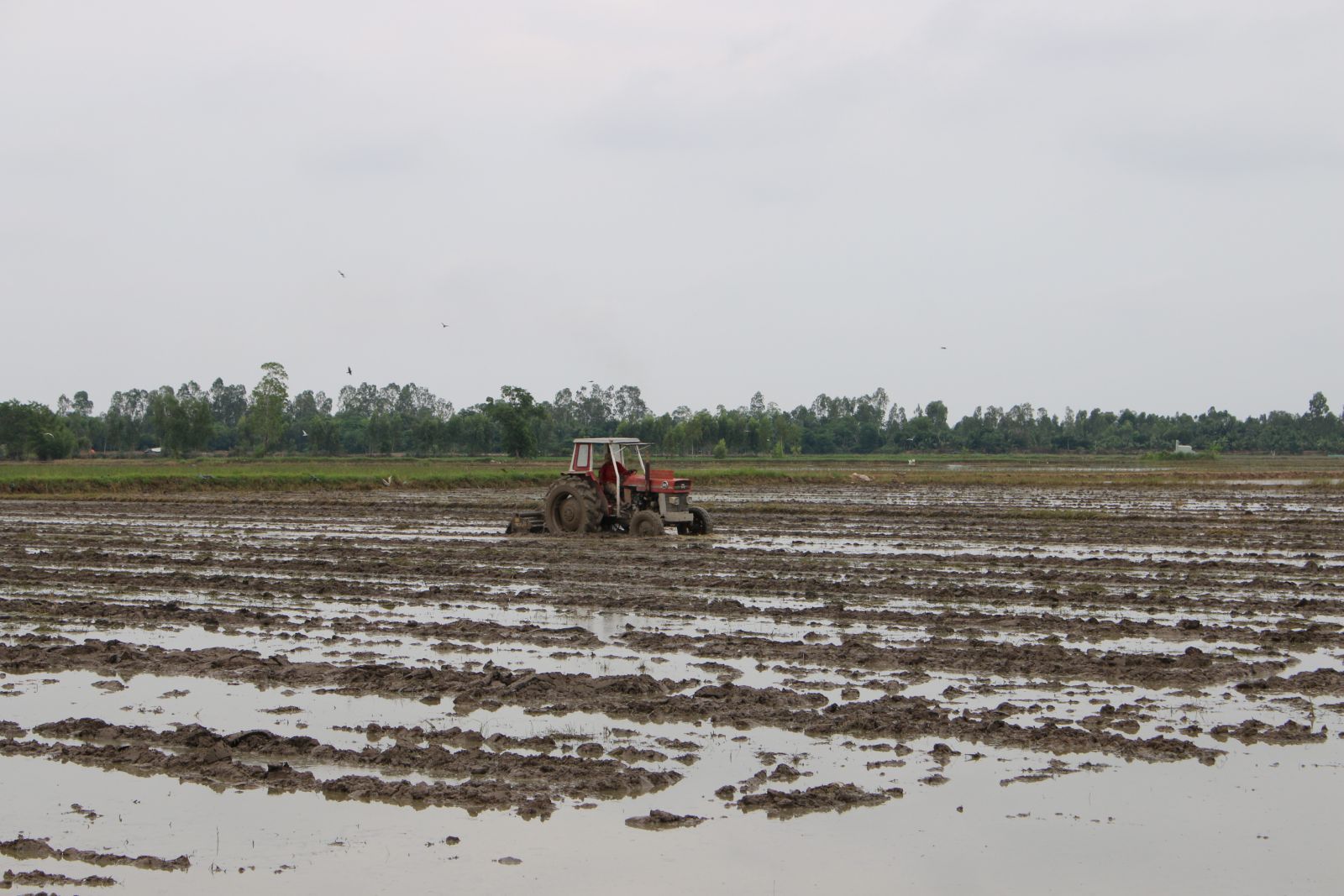 Farmers need to be proactive in sowing rice for Winter-Spring crop 2020 – 2021