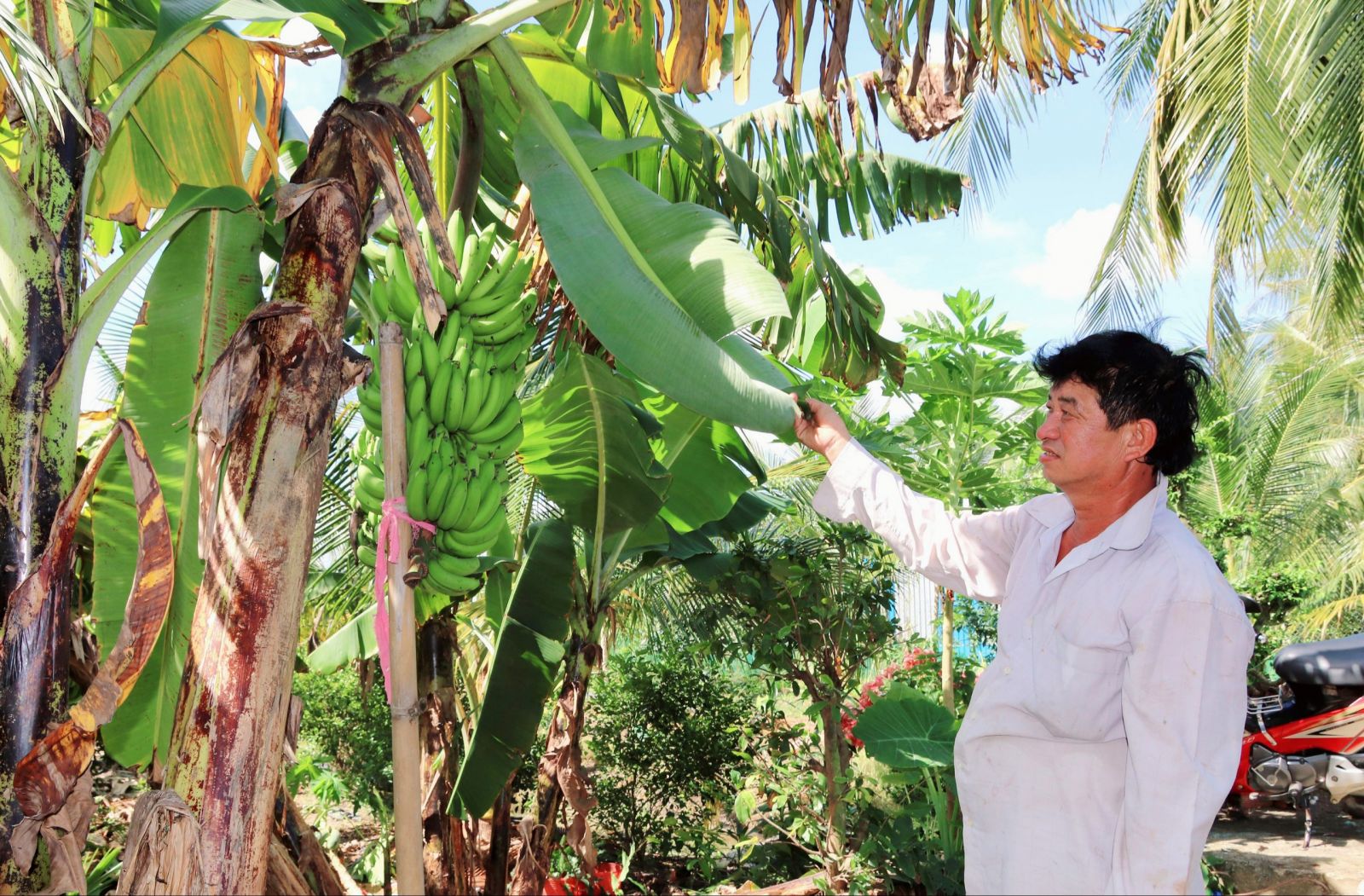 Tân Trụ Hiệu quả mô hình trồng dừa xen canh cây trồng khác  Đài Phát  thanh và Truyền hình Long An