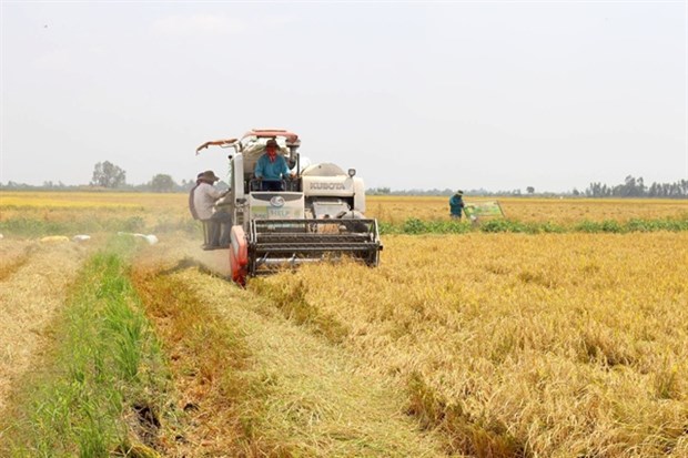 Harvesting rice in Long An province. The province aims to increase the cultivation of high-quality rice varieties and the use of technology in 2020-2025 to help improve farmers’ incomes. (Photo baolongan.vn)