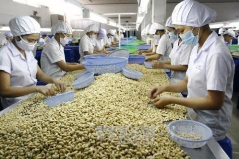 The cashew industry in Vietnam, the world's top cashew exporter, has grown spectacularly over the last 30 years (Photo: VNA)