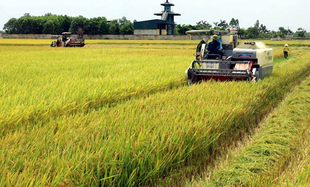 Harvesting the 2020 spring rice crop in Hoa Binh commune of Vu Thu district, Thai Binh province (Illustrative photo: VNA)