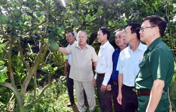 Cây bưởi da xanh trên vành đai biên giới