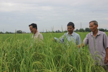 Gạo Nàng Thơm Chợ Đào - Niềm tự hào của Mỹ Lệ, Cần Đước