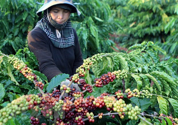 Vietnam gains 2.7 billion USD from shipping an estimated 1.7 million tonnes of coffee abroad in 2020. (Photo: VNA)