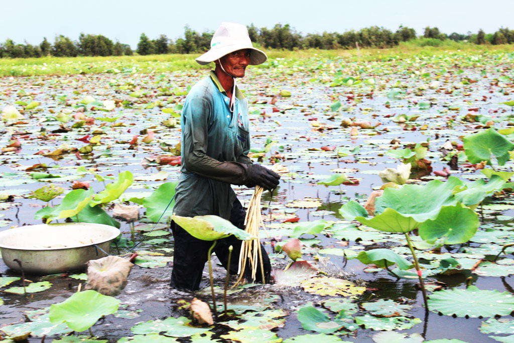 Lotus growers are often forced the price by traders over the past years because they have not had a stable output