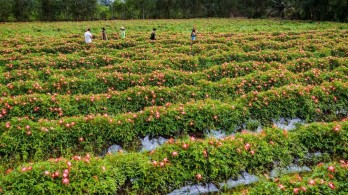 Khởi động mùa du lịch tết