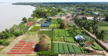 Làng hoa Chợ Lách vào Xuân