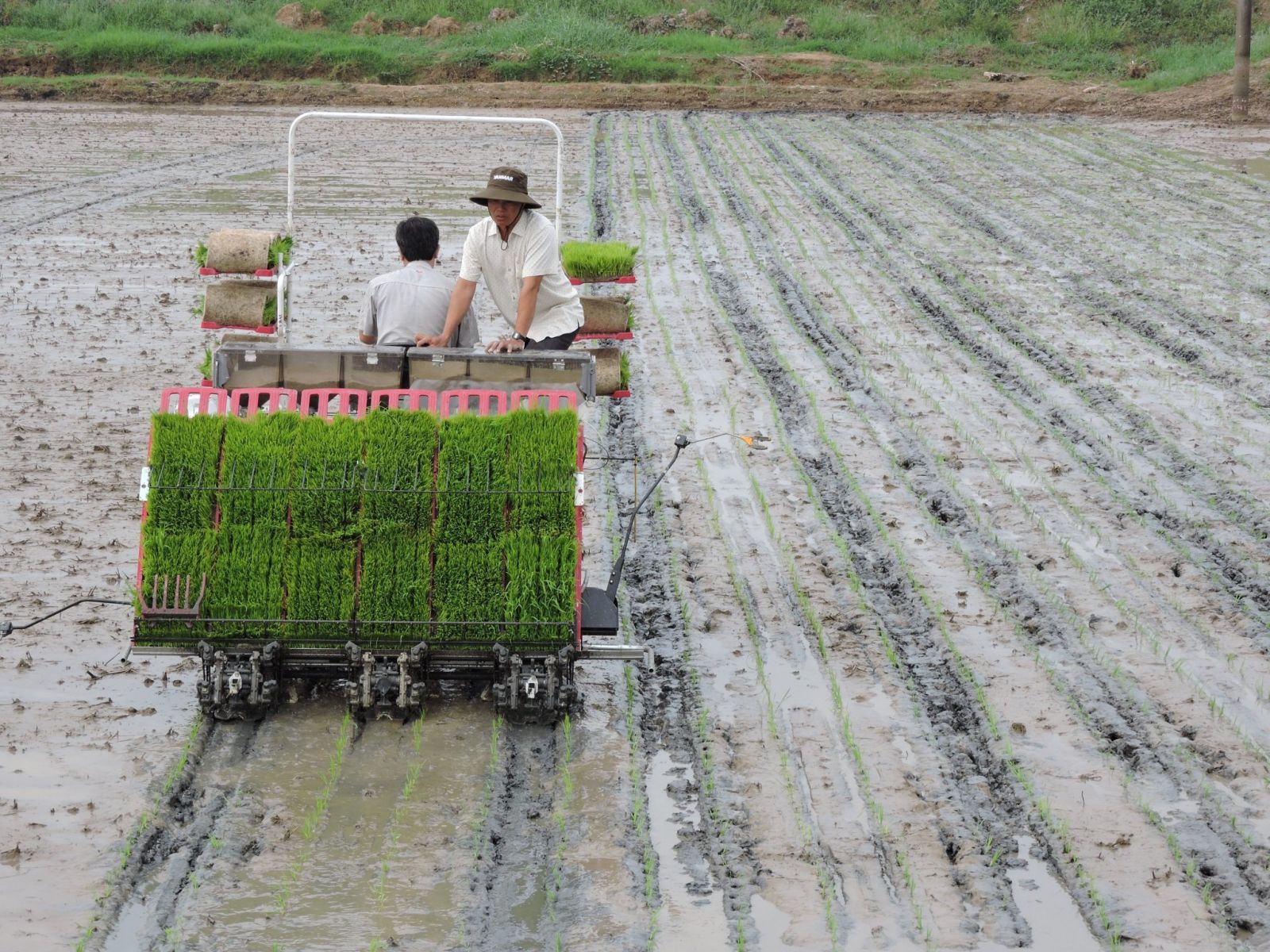 The application of high technology in agricultural production is strengthened. Photo: Song Tung 