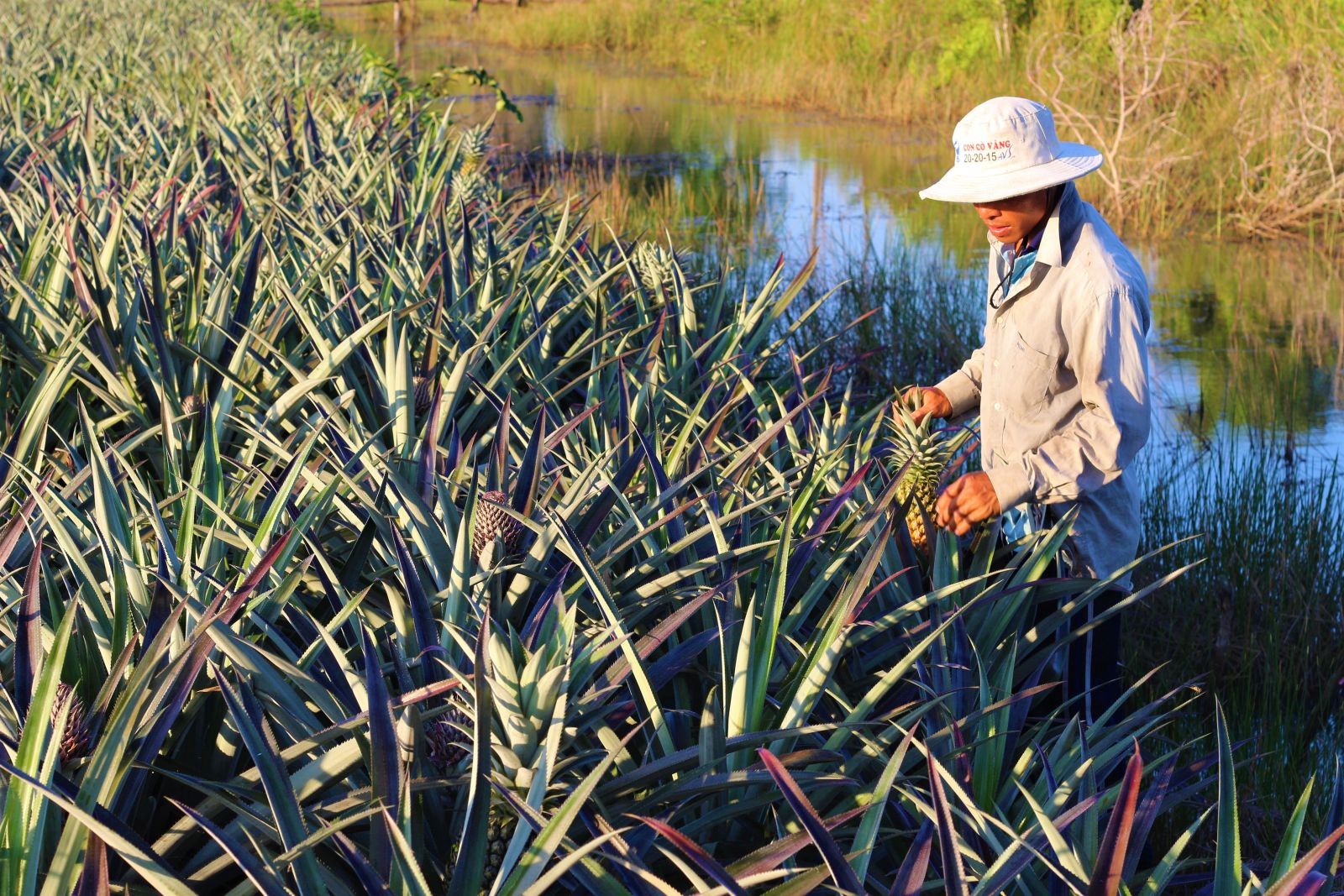 Specialized farming areas are focused on developing