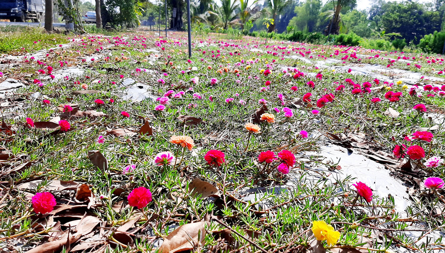 Những ngày này, đoạn đường qua xã Vĩnh Bình trổ hoa rực rỡ, tạo một “điểm nhấn” đặc biệt trong suốt chuyến hành trình về biên giới