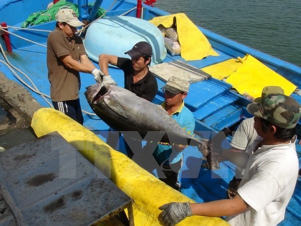 Tuna export prices climb by up to 30 percent over the previous month.(Photo: VNA)