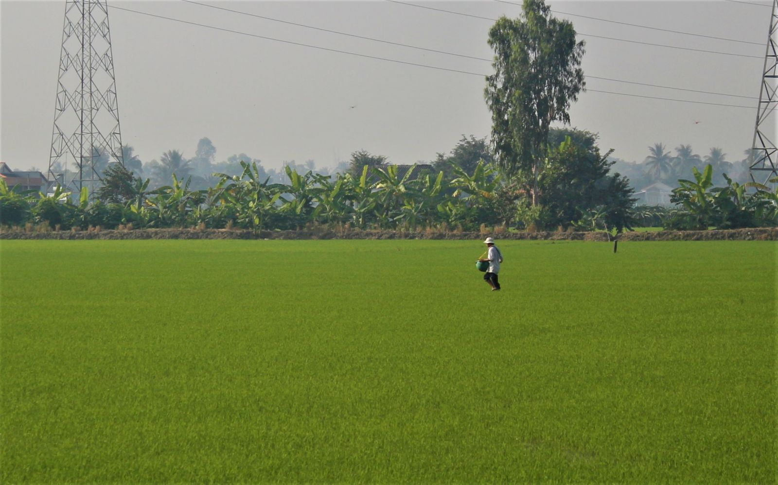 Many areas of Winter-Spring rice sown out of seasonal schedule are at risk of damage if drought and salinity occur