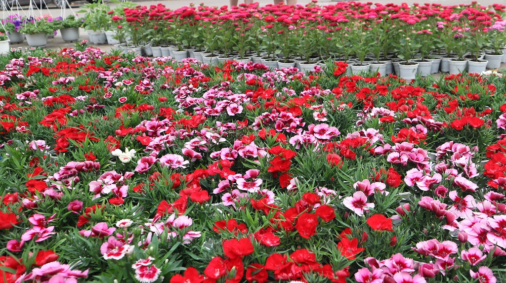 The new year flower market is colorful with all kinds of ornamental flowers