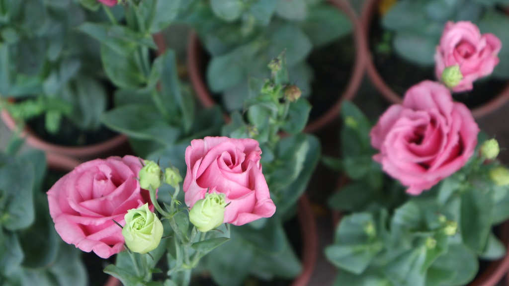 The new year flower market is colorful with all kinds of ornamental flowers