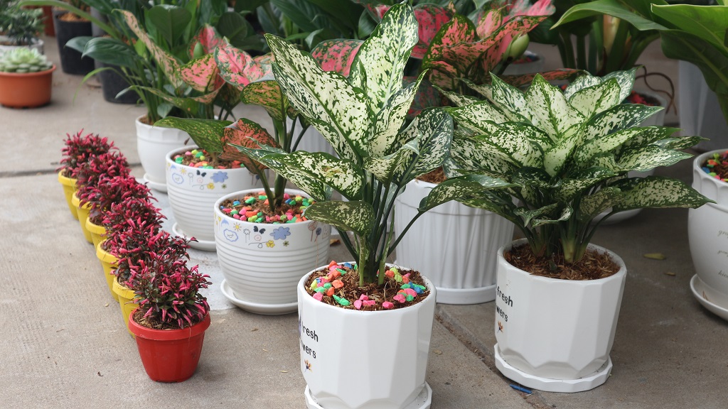 The new year flower market is colorful with all kinds of ornamental flowers