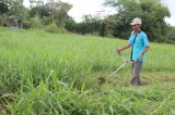 Lan tỏa những bông hoa điển hình