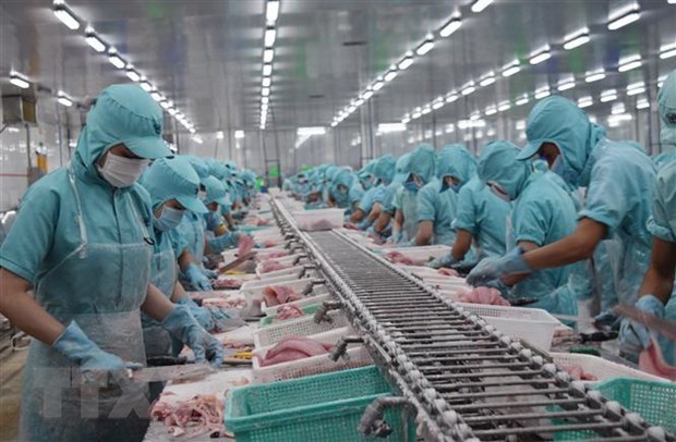 Workers process tra fish for export (Photo: VNA)